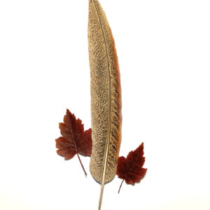 Pheasant Feather with Maple Leaves